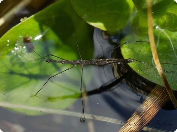 Палочковидная водомерка (лат. Hydrometra stagnorum)