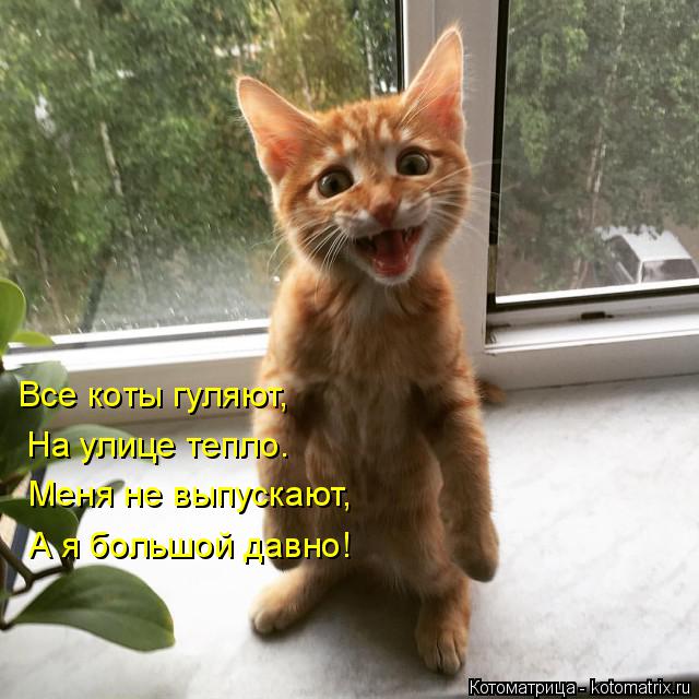 Котоматрица: Все коты гуляют,  На улице тепло. Меня не выпускают, А я большой давно!