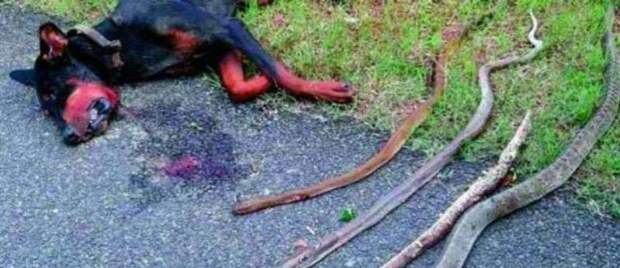 Посреди ночи эта семья услышала ужасные стоны. Выйдя на улицу, они не поверили своим глазам