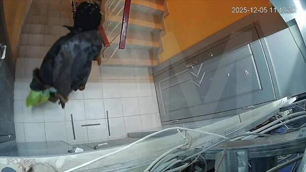 Донецк‼️      От вас:      «У всех есть веселые соседи) Это вот моя соседка...