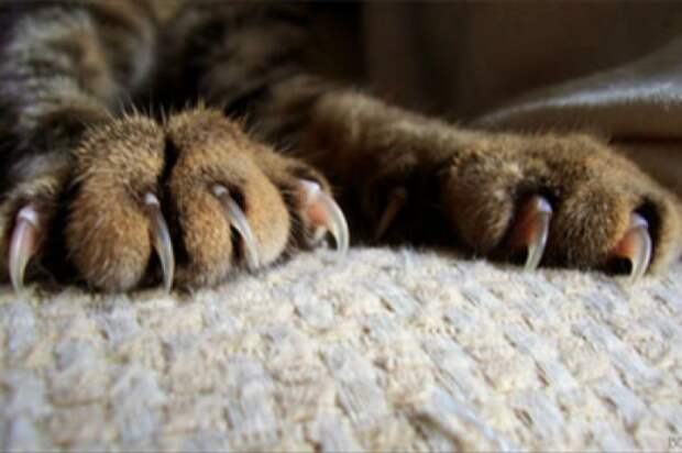 Существует несколько причин, по которым коты дерут мебель / Фото: bobox.ru