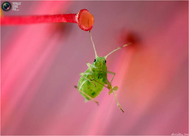 aimishboy 012 Удивительная макрофотография: неожиданно гламурные насекомые и многое другое