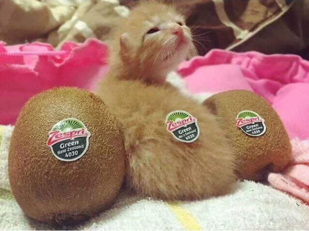 Kiwi Kitten