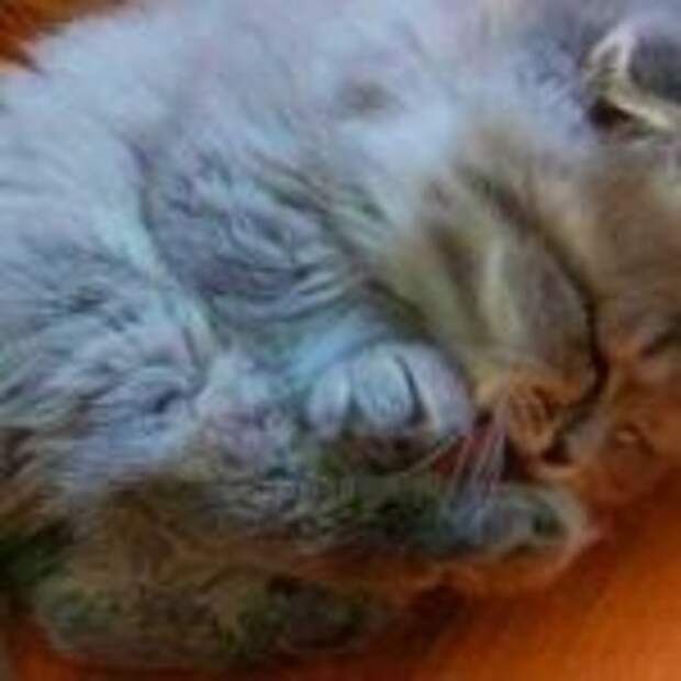 Старушка и представить не могла, какого кота она подобрала на улице и спасла!