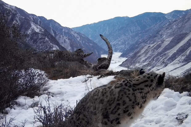 Редкие котята снежного барса попали на видео в России