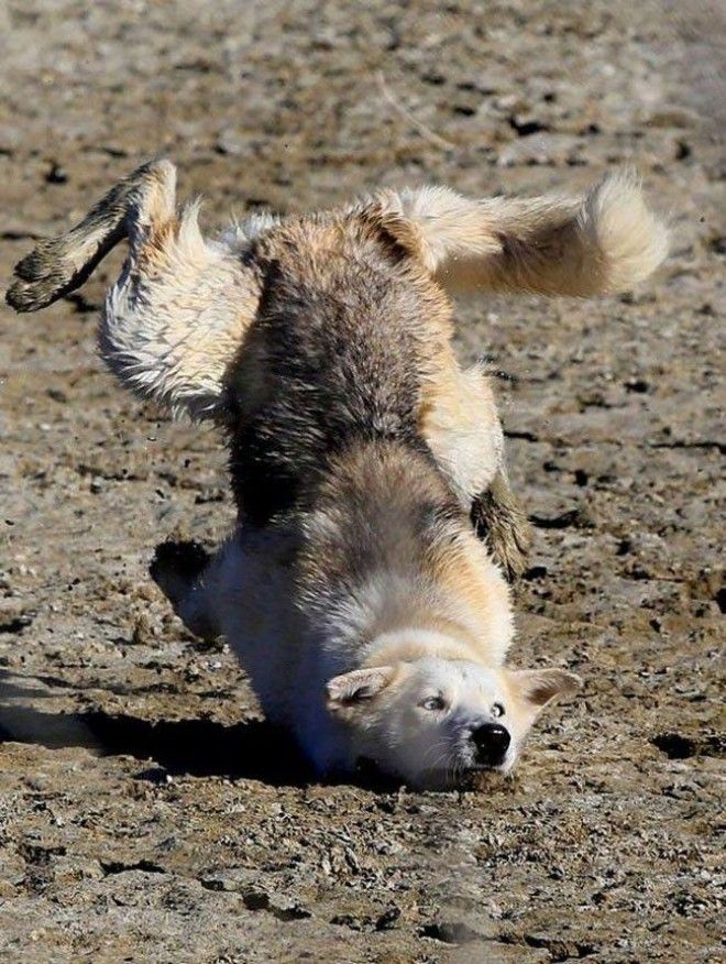 фото в нужный момент, фотографии сделанные в нужный момент, смешные фотографии в нужный момент