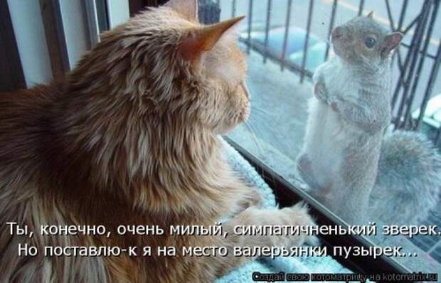 Новая котоматрица (39 фото)