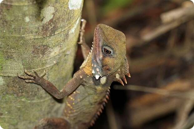 Австралийский лесной дракон (лат. Hypsilurus boydii)