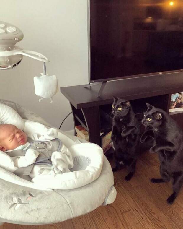 Котики, которые так и притягивают внимание к себе Котики, которые так и притягивают внимание к себе