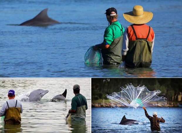Интересные факты о Бразилии, Дельфины и Рыбаки