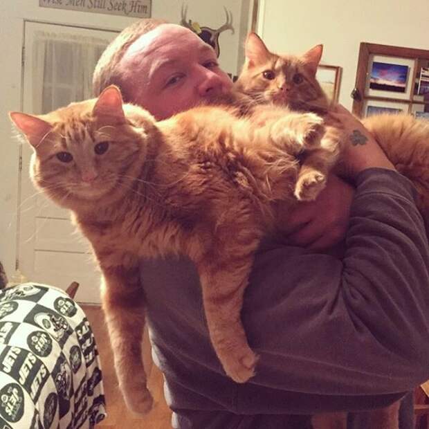 кот воспитывает котенка который на него похож