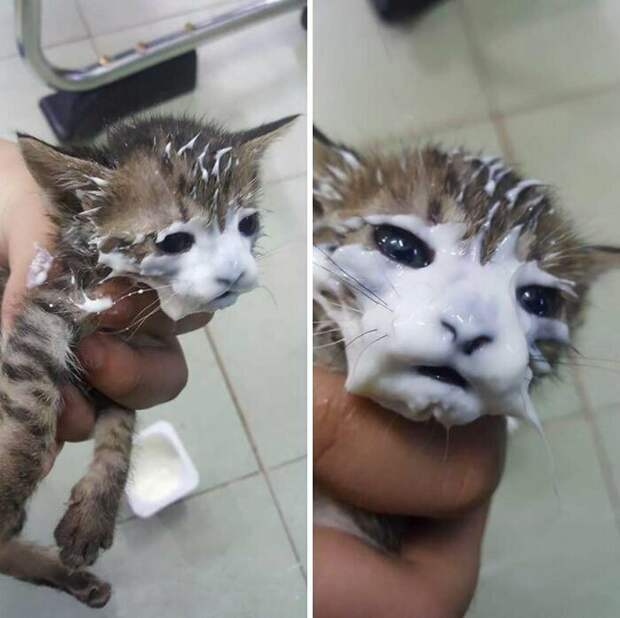 Котики, которые так и притягивают внимание к себе Котики, которые так и притягивают внимание к себе