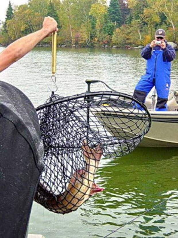 Джонни Дэдсон взвешивает рыбу в сети.