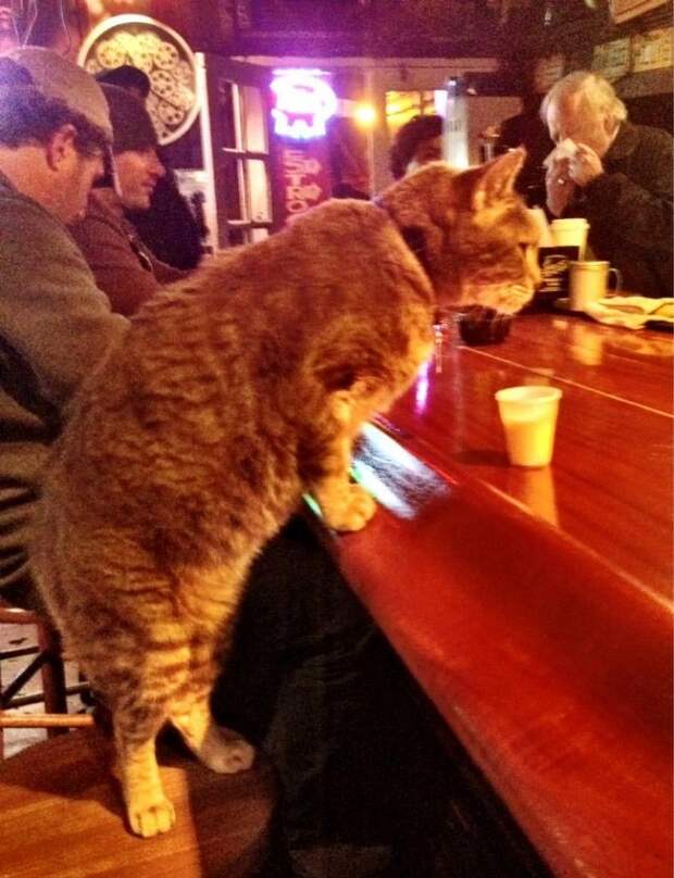 Этот кот выпьет одну стопку, а весь оставшийся вечер будет пить воду. Он знает свою меру животные, коты, прикол
