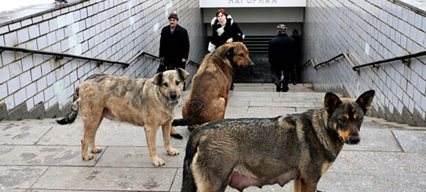 Как бродячие собаки ориентируются в московском метро бродячие, метро, ориентируются, собаки