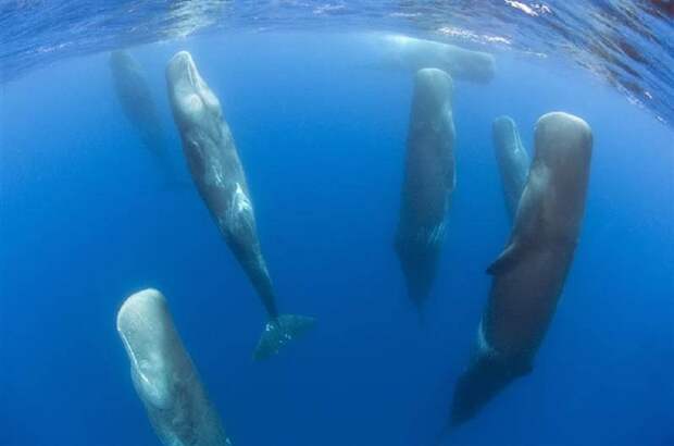 Как спят киты загадки, прикол, тайны, юмор
