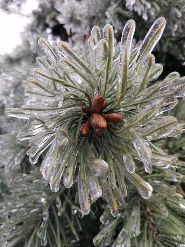 Красота при низких температурах