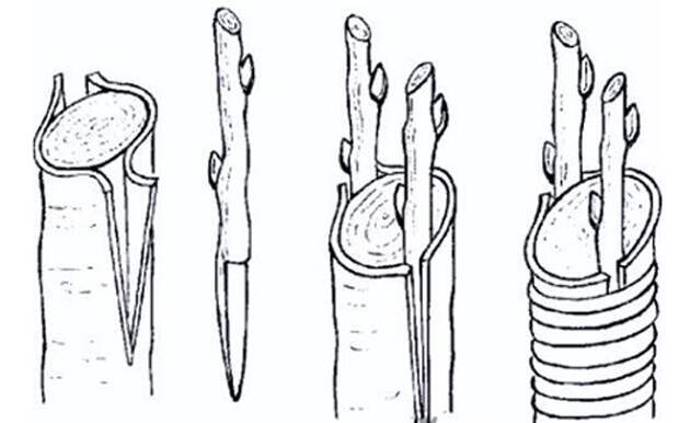 sroki-privivki-yablon-vesnoj