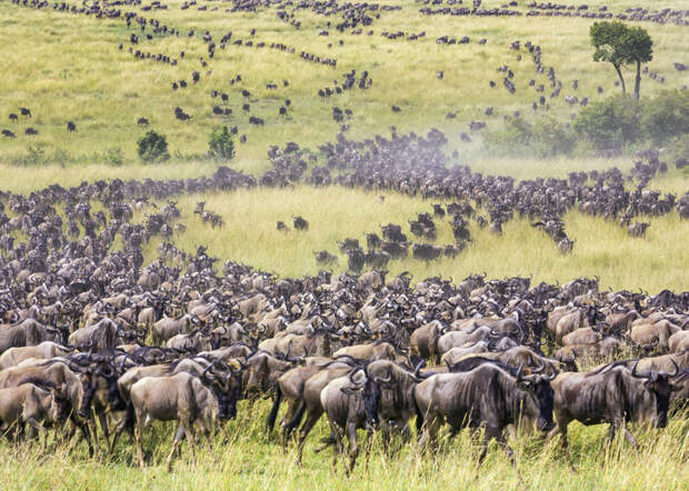 20 невероятных фотографий большого скопления животных, которые потрясают воображение
