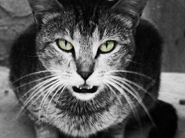 адские коты, злые кошки, evil cat