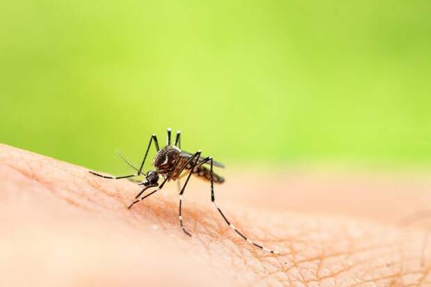 Желтая лихорадка чрезвычайно заразна и попадает в кровь через укусы комаров.
