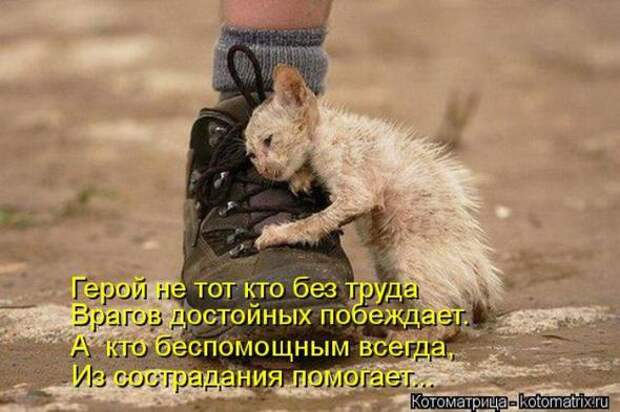 Котоматрицы(картинки с надписями)