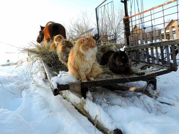 Кошландия — огромная семья сибирских кошек, живущая в Барнауле барнаул, домашний питомец, животные, кошка, семья, сибирь
