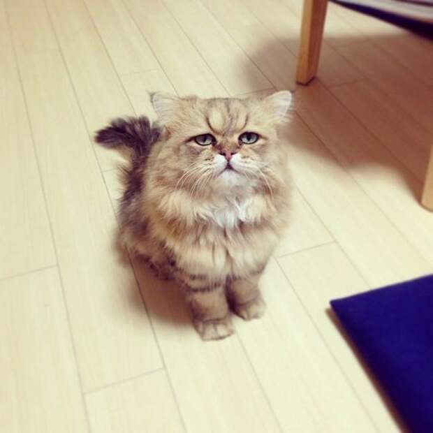 6208851_YTwBTUEVtwE (604x604, 38Kb)