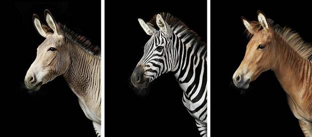 Tim Flak Грация прекрасных лошадей в фотопроекте Equus