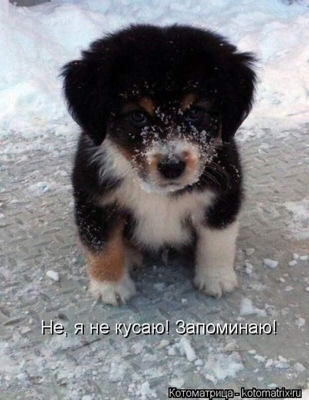 Котоматрицы(картинки с надписями)