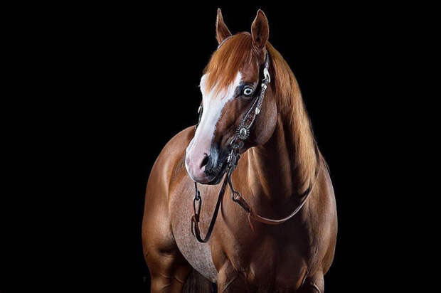 Гривастые модники: Эмоциональные портреты лошадей, которые решили покрасоваться перед камерой