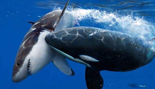 У белых акул обнаружился более кровожадный враг