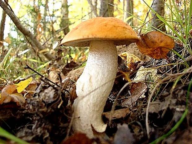 грибы