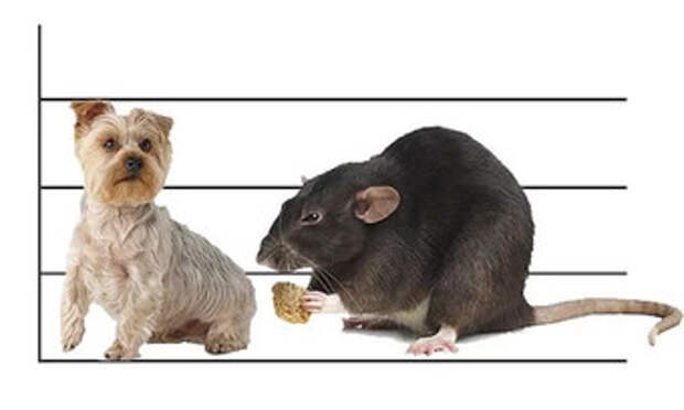 Самые большие крысы в мире были размером с собаку и ими питались люди
