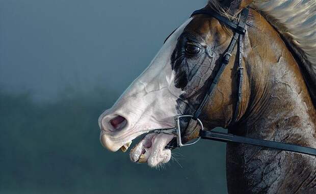 Horsei 28 Грация прекрасных лошадей в фотопроекте Equus