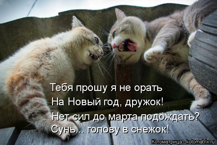Котоматрица: Тебя прошу я не орать На Новый год, дружок! Нет сил до марта подождать? Сунь... голову в снежок!
