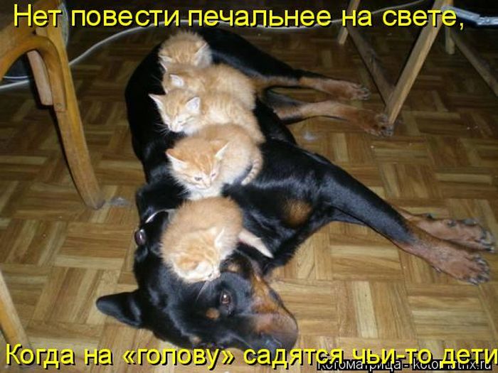 Лучшие котоматрицы недели (50 фото)