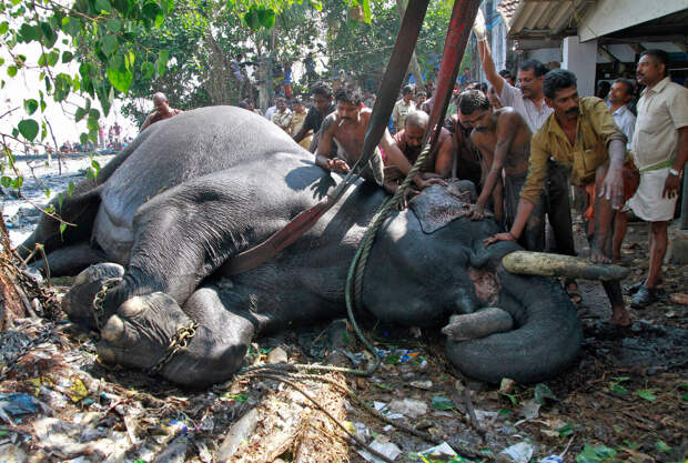 Слона с цепями вытащили из болота на окраине южного индийского города Кочи