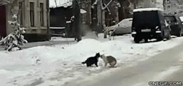 разное, животные