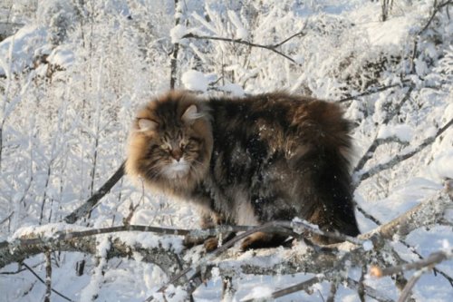 Сибирский царь котов Сибирский царь котов