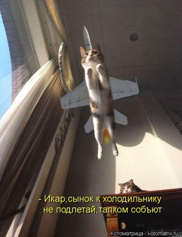 Котоматрицы(картинки с надписями)