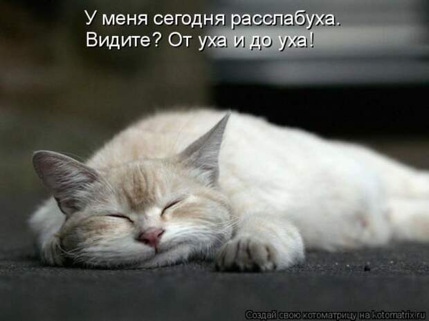 Лучшие котоматрицы недели (50 фото) Лучшие котоматрицы недели (50 фото)