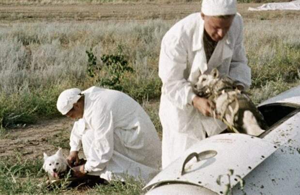 Возвращение на Землю собак Белки и Стрелки 20 августа 1960 года