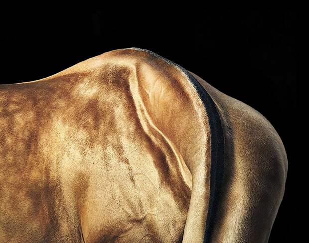 Horsei 32 Грация прекрасных лошадей в фотопроекте Equus