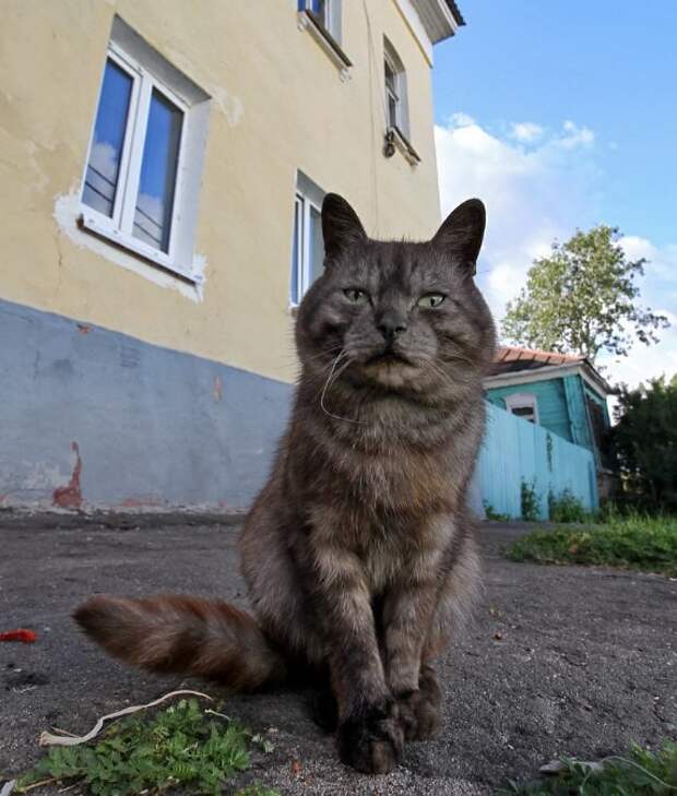 Очень колоритные уличные коты коты, окраины, улица, эстетика