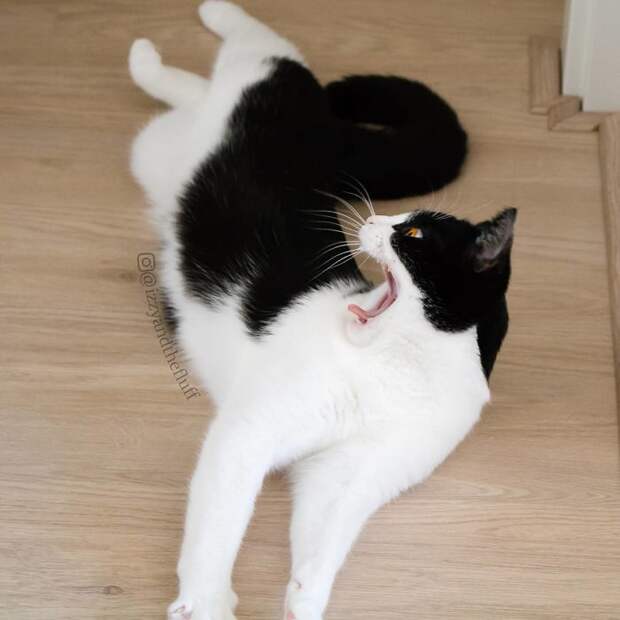 Кот Иззи с невероятными глазами покорил соцсети