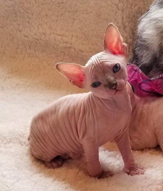 Очаровашки: 10 фотографий котят сфинксов, которые меняют мнение о голой породе