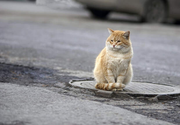 Очень колоритные уличные коты коты, окраины, улица, эстетика