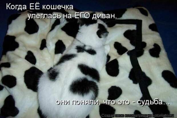 Лучшие котоматрицы недели (50 фото)