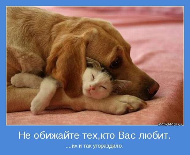 Просто котики коты, юмор